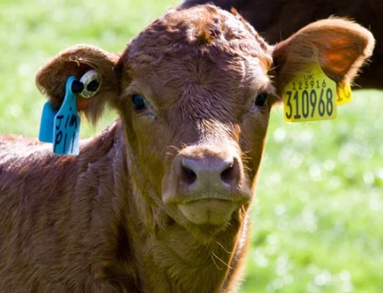 RFID Ear Tag Technology Helps Modern Management Of Animal Husbandry RFID Ear Tag Technology Helps Modern Management Of Animal Husbandry